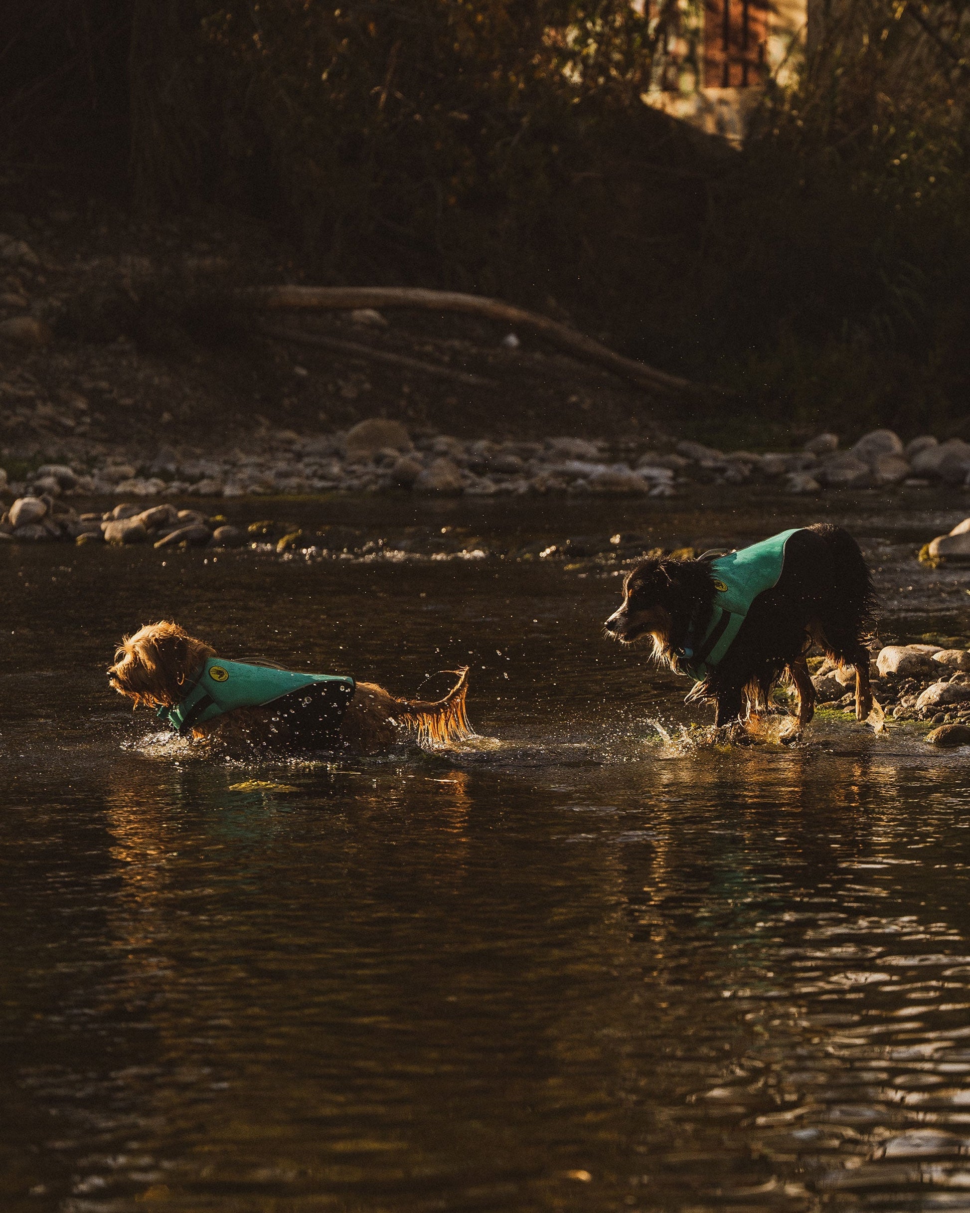 Neoprene Pet Life Jacket - Teal